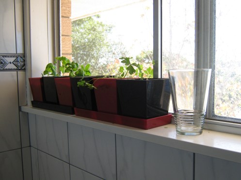 herbs on windowsill
